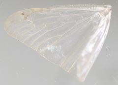Amphipsyche senegalensis