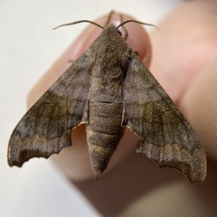 Cypoides chinensis