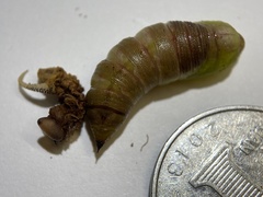 Cypoides chinensis