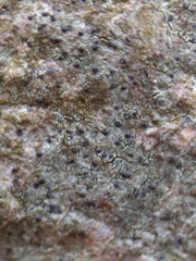 Pseudosagedia aenea