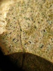 Arthonia spadicea