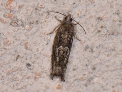 Pseudexentera haracana