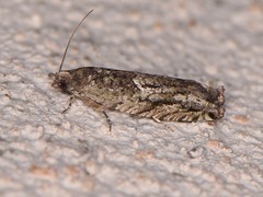 Pseudexentera haracana