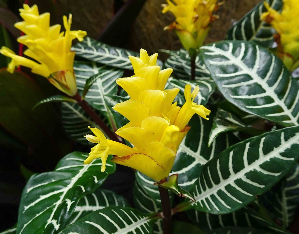 Aphelandrinae