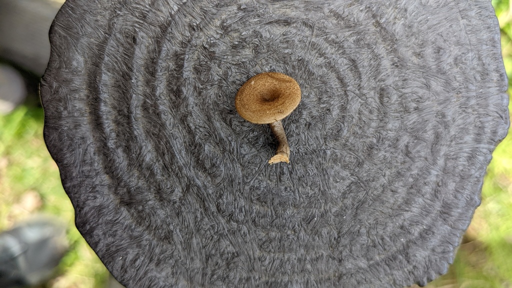Lentinus arcularius · April 2022 · photo: © atsushi_nakajima_cirque (iNaturalist, cc-by)