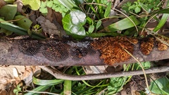 Daedaleopsis styracina