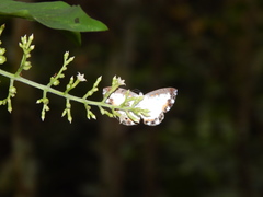 Nymphidium trinidadi