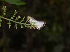 Nymphidium trinidadi