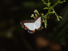 Nymphidium trinidadi