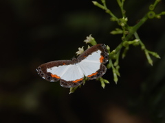 Nymphidium trinidadi