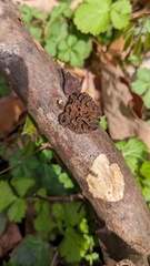 Daedaleopsis styracina