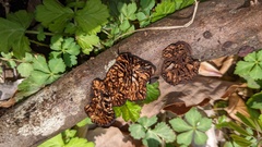 Daedaleopsis styracina