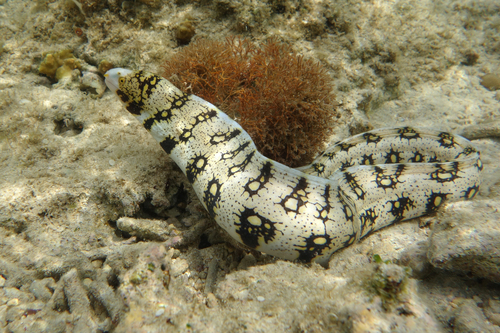 Snowflake Moray