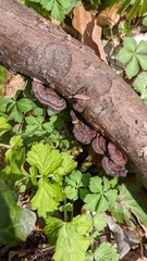 Daedaleopsis styracina