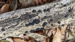 Annulohypoxylon truncatum