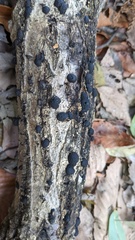 Annulohypoxylon truncatum