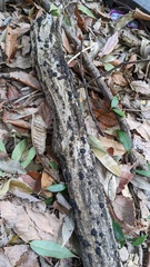 Annulohypoxylon truncatum