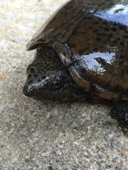 Sternotherus peltifer