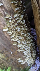 Antrodiella