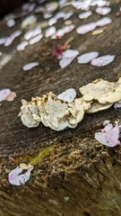 Antrodiella