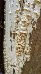 Antrodiella