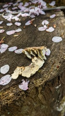 Antrodiella
