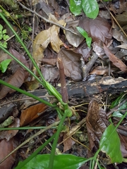 Anthurium pentaphyllum