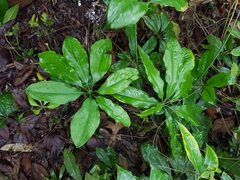 Anthurium pentaphyllum