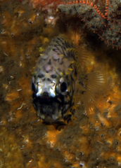 Cleidopus gloriamaris