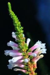 Erica perspicua