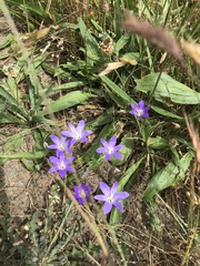 Brodiaea terrestris terrestris