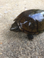 Sternotherus peltifer