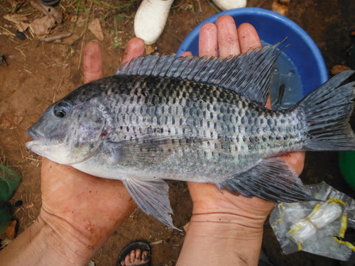 Redbreast Tilapia