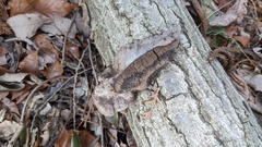 Abundisporus pubertatis