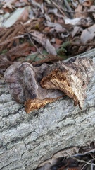 Abundisporus pubertatis