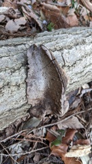 Abundisporus pubertatis