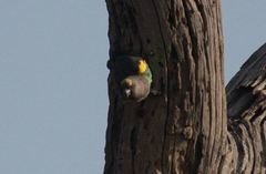 Poicephalus meyeri