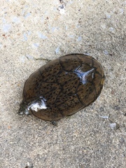 Sternotherus peltifer