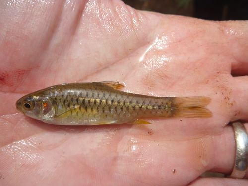 Redspot barb