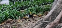 Copsychus saularis