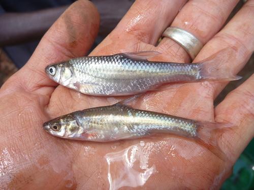 Straightfin Barb