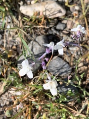 Linaria nigricans
