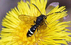 Sapyga martinii