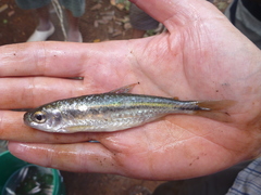 Brycinus lateralis