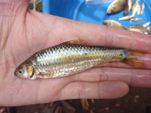 Threespot Barb