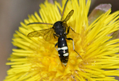 Sapyga martinii