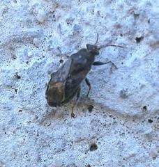 Heterogaster urticae