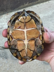 Sternotherus peltifer