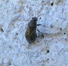 Heterogaster urticae