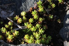 Sedum sarmentosum